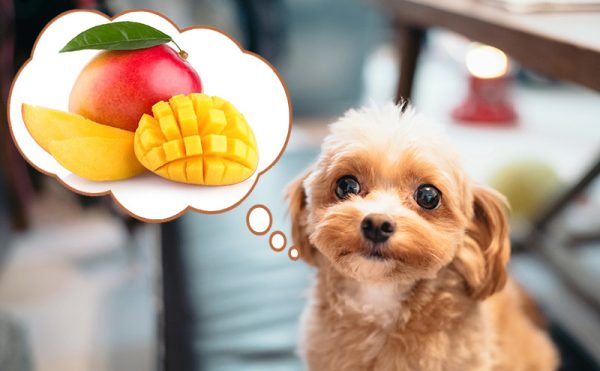 犬はマンゴーを食べても大丈夫？