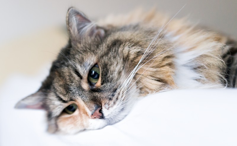 リラックスするメインクーン