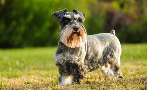 ミニチュアシュナウザー