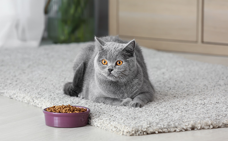 キャットフードの横に座る猫