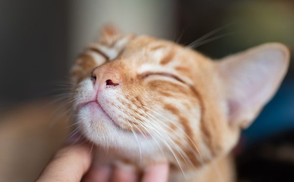 顎を撫でられてリラックスしてる猫