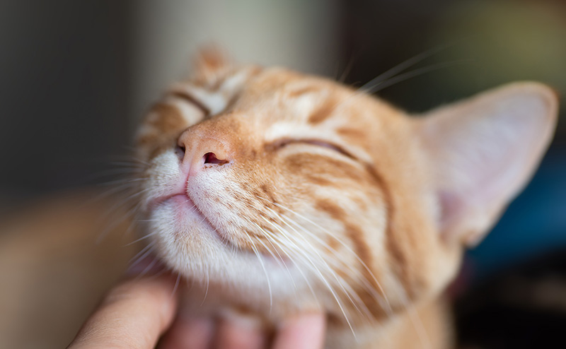 顎を撫でられてリラックスしてる猫