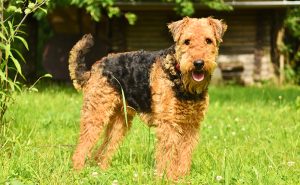 エアデールテリア