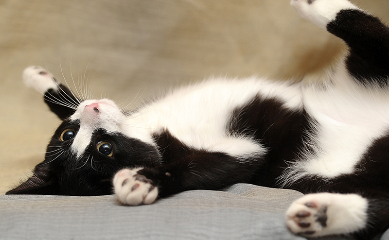 乳腺腫瘍になりやすい日本猫