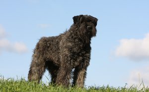 ブービエ・デ・フランダース