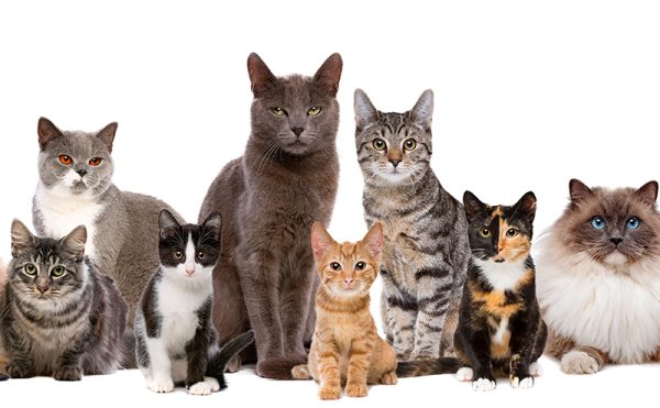 さまざまな猫種の猫たち