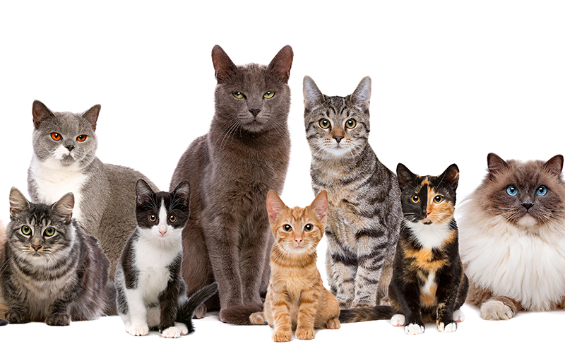 さまざまな猫種の猫たち