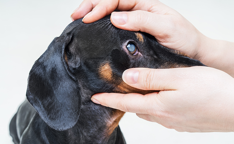幼児の目やにの症状