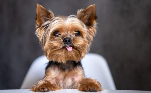 ヨークシャーテリア