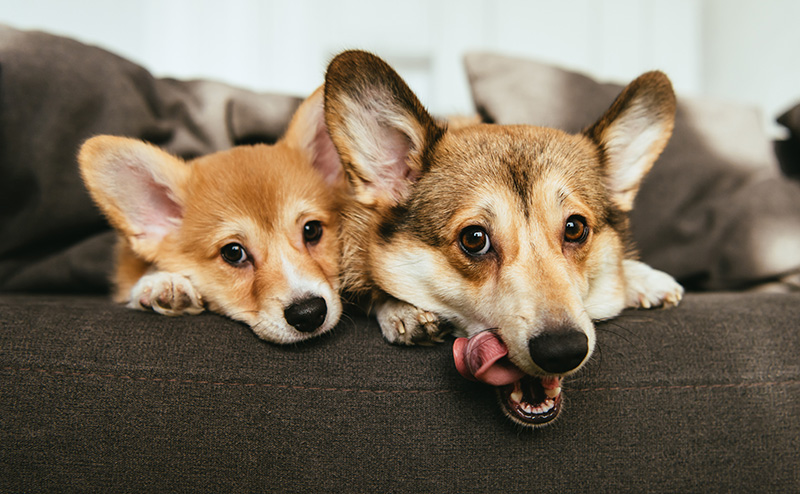 コーギーの子犬と成犬