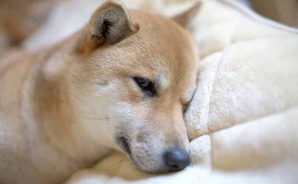 ストレスでぐったりした柴犬