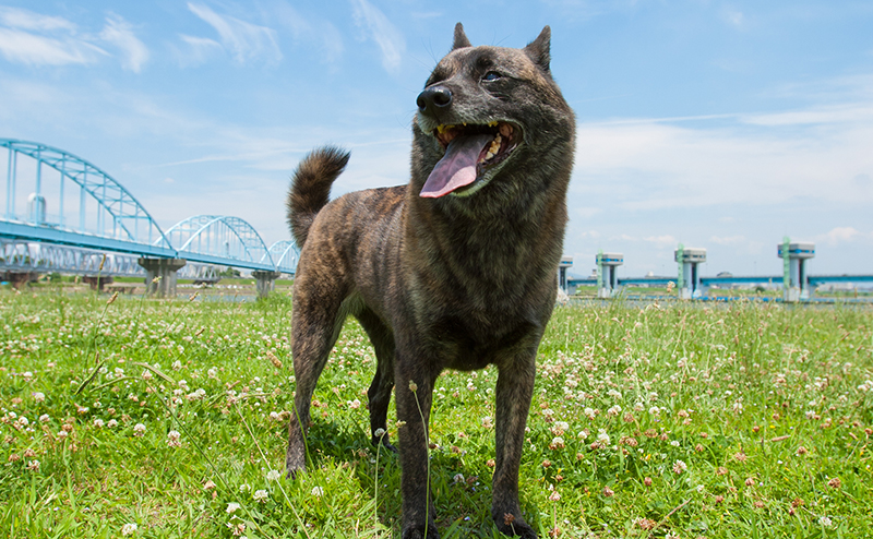 甲斐犬