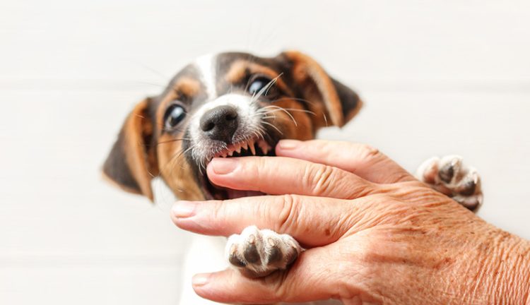 犬の噛みつきは防止グッズやしつけで直る？噛む理由と事故による死亡