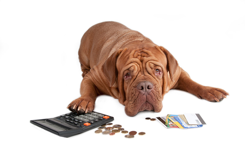 電卓とお金の前で悩んでいる犬
