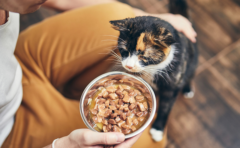 犬や猫のアレルギー性皮膚炎の原因になるアレルゲン