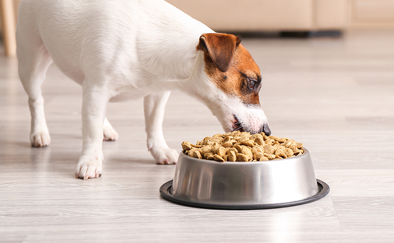 ドッグフードを食べる犬