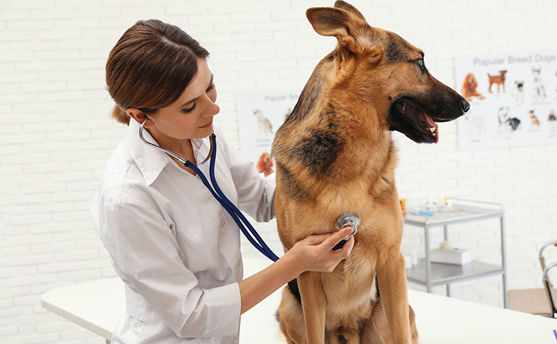 大型犬の医療費は高い？
