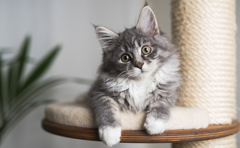 首をかしげる子猫