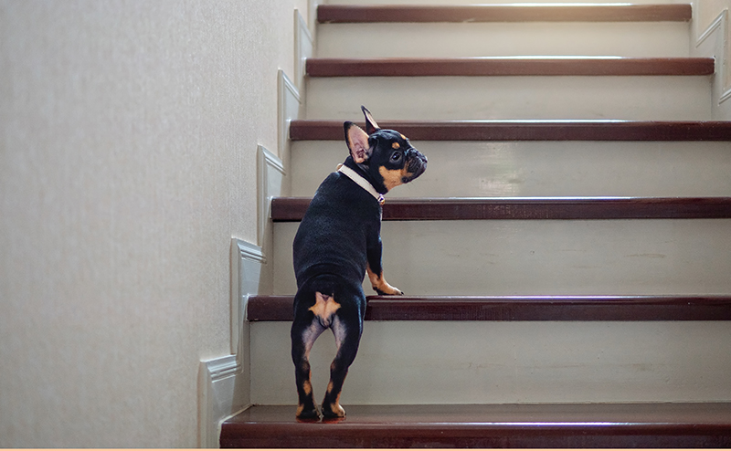 階段を上がる犬