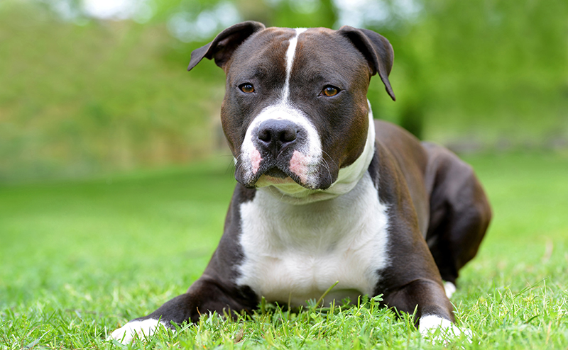 たたずむアメリカンスタッフォードシャーテリア