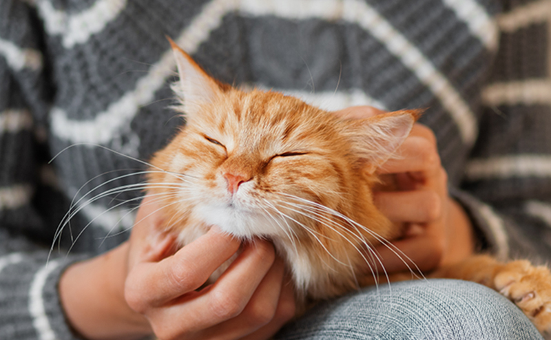 飼い主とじゃれる猫
