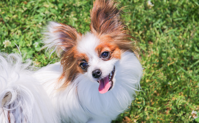 パピヨンの性格や飼い方、似ている犬種は？