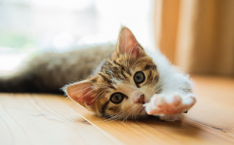 猫のペット保険選びのポイント