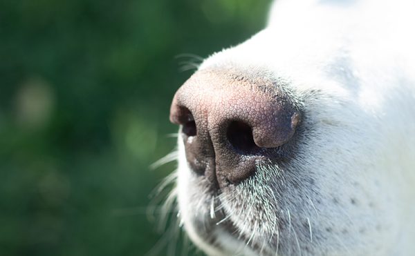犬の鼻のアップ