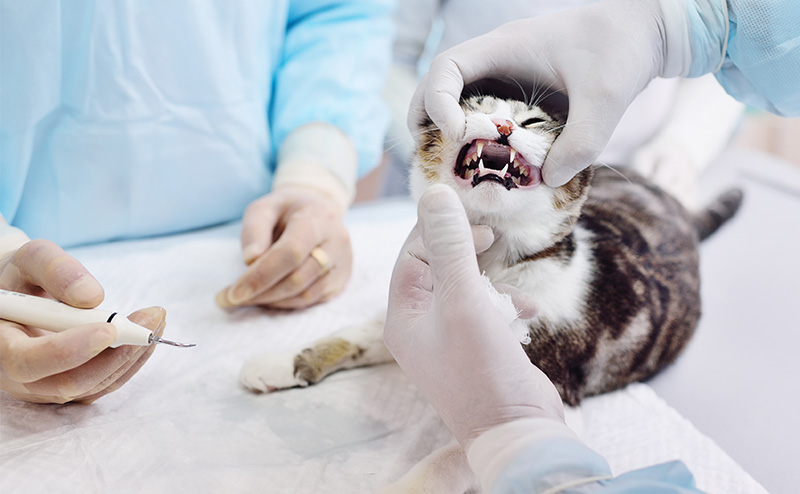 猫の歯周病の治療法と治療費用