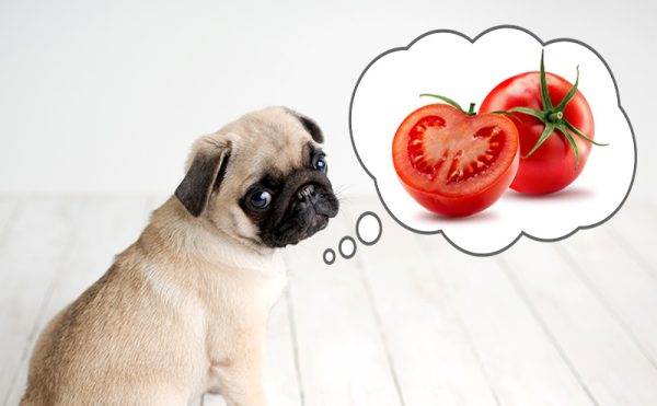 犬はトマトを食べられる？