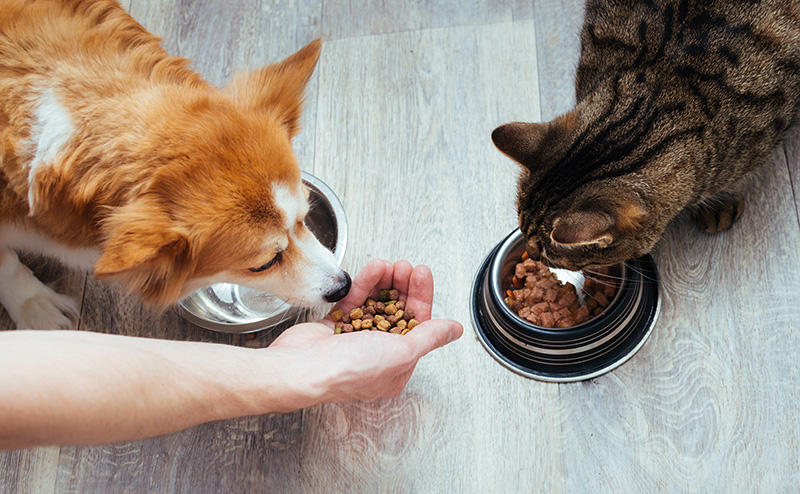 犬と猫の特徴の違い