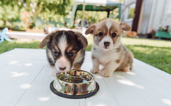 私のシニア犬が水をたくさん飲むのはなぜですか?