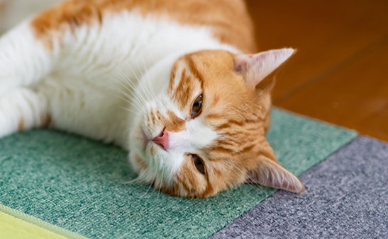 横になってぐったりしている猫