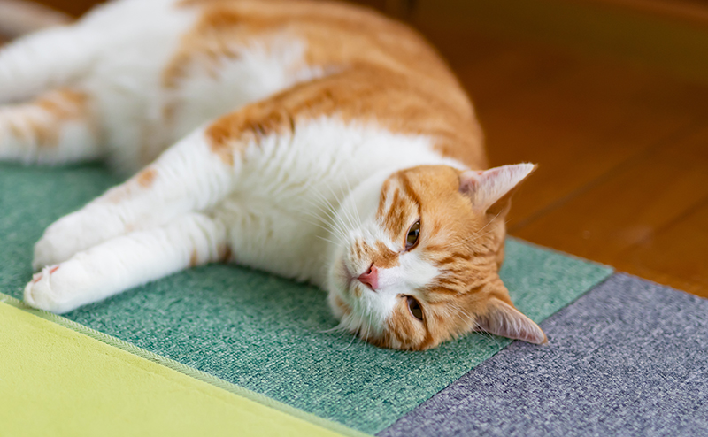室内でぐったいりしている猫