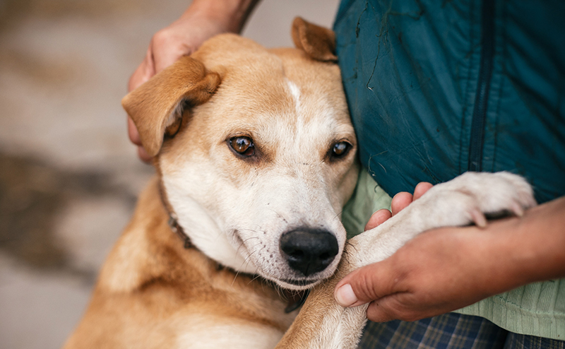 飼い主に寄り添う犬