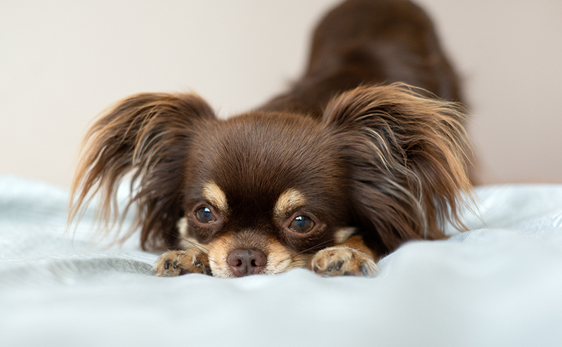 犬や猫のてんかんの治療費は？