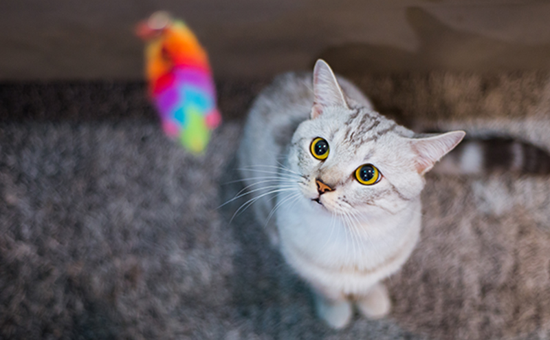 アメリカンショートヘアーの飼育ポイント