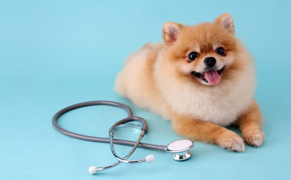 ペット保険で健康診断は補償される？