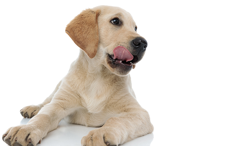 舌なめずりする犬