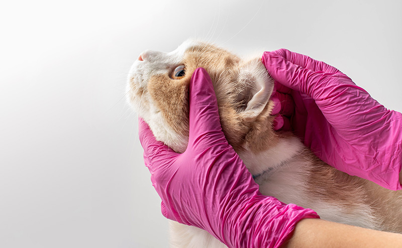 耳の中をチェックされている猫