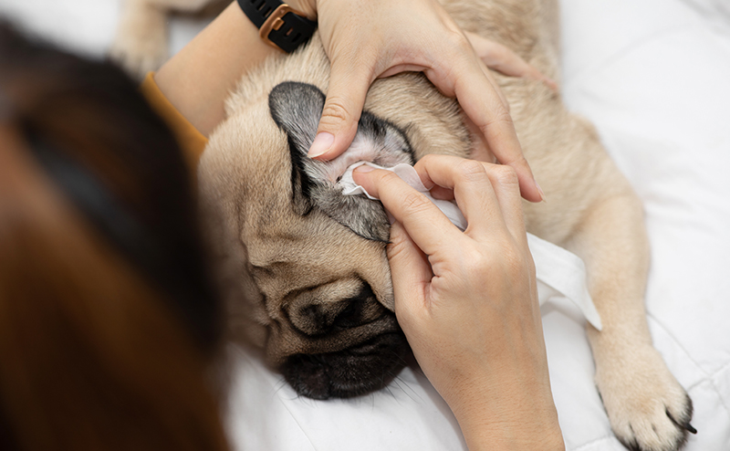 犬の外耳炎の予防法