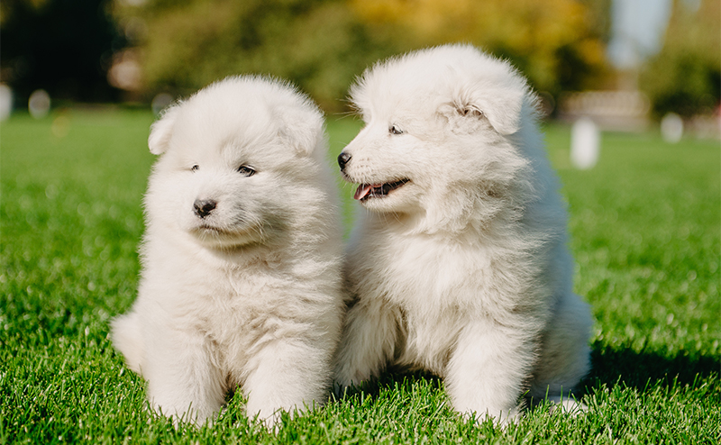 サモエドの子犬を見てはいけない？