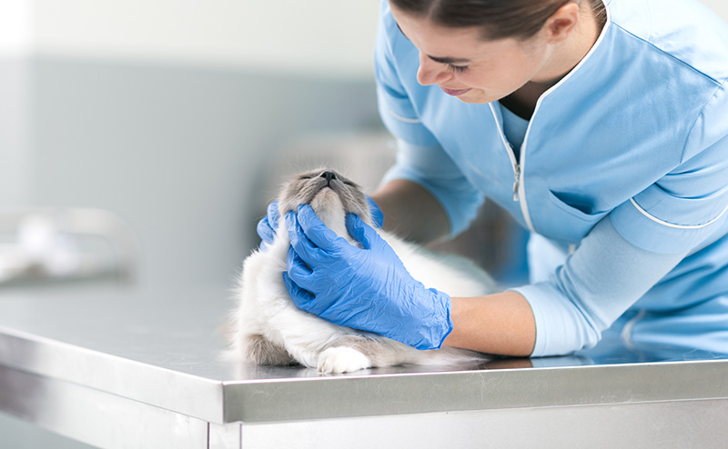 獣医師に口回りを診察されている猫
