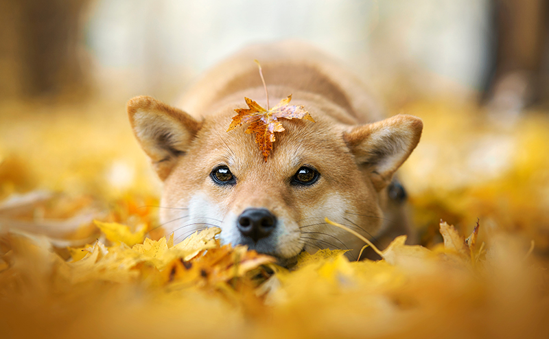 犬が花粉症になる時期やアレルゲン