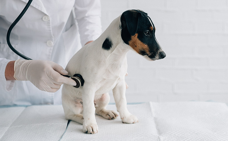 獣医師に聴診器を当てられている犬