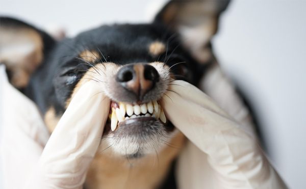ペット保険で歯科治療は補償対象？