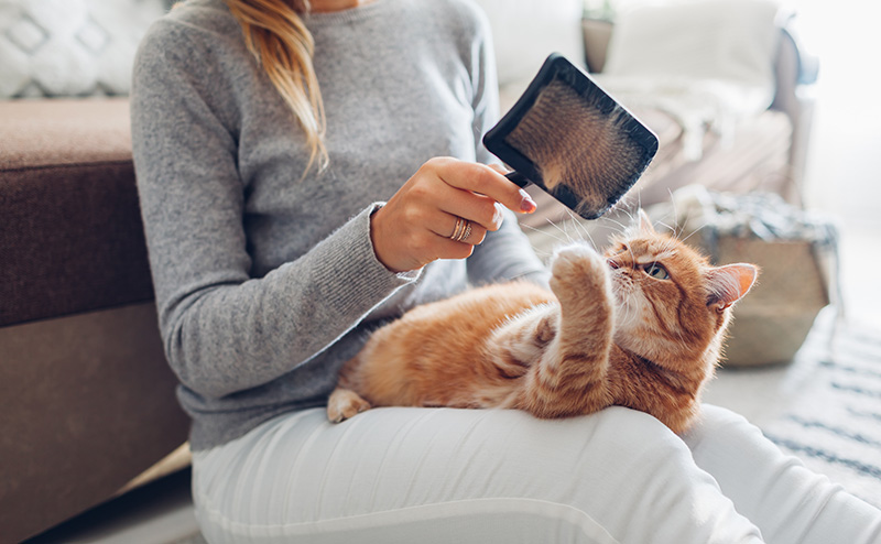 飼い主の膝の上でブラッシングされる猫
