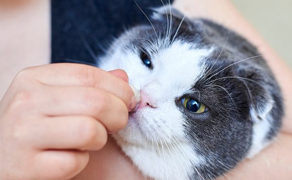 猫も花粉症になるの？