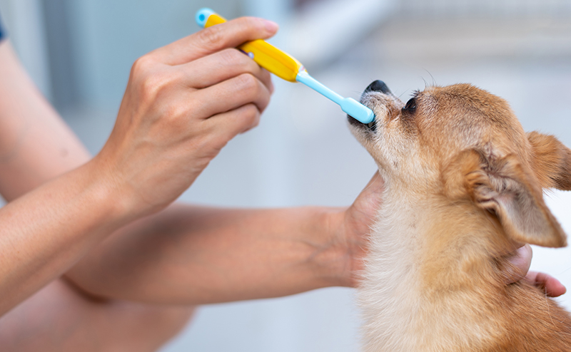 犬の歯周病の予防方法は？