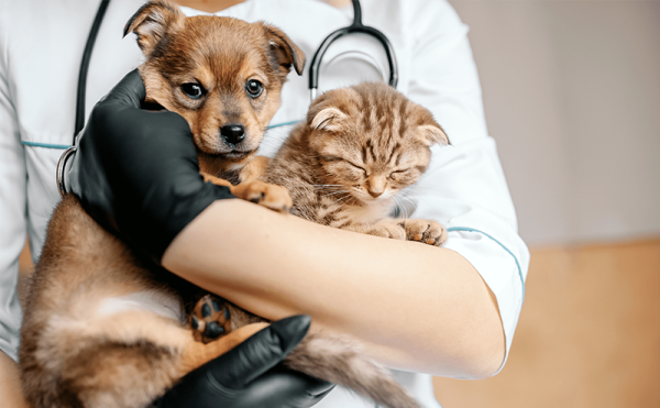 保護犬や保護猫もペット保険に入れるの？